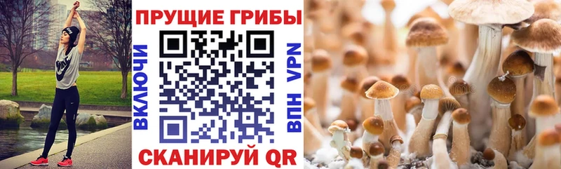 Галлюциногенные грибы мицелий  кракен как войти  Кущёвская 